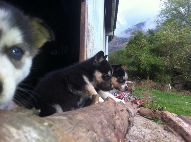 Camada de cachorros para mushing